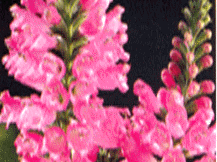 Physostegia Virginiana - Obedient Plant