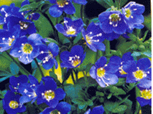 Polemonium Caeruleum - Jacob's Ladder
