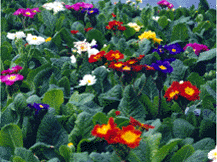 Primula X. Polyantha - Primrose