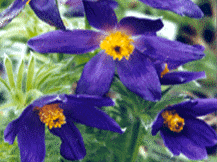 Pulsatilla Vulgaris -  Pasque Flower