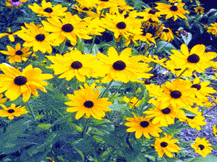 Rudbeckia Hirta - Blackeyed Susan