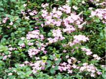Saponaria Ocymoides - Soapwort