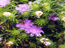 Scabiosa Caucasica - Pincushion Flower