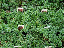 P1660
Sedum Stonecrop - Sedum Dragons Blood