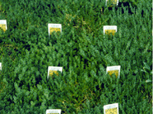 Sedum Stonecrop - Sedum Golden Acre