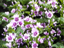 Sidalcea Malviflora - False Mallow