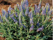 Veronica Spicata - Spike Speedwell