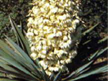 Yucca Filamentosa - Adam's Needle