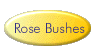 Rose Bushes