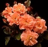 Westerland
